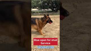 germanshepherd viralvideo youtubeshorts reels gsdlovers [upl. by Azyl]