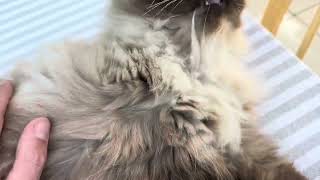 Himalayan cat having a wash on the table [upl. by Osei]