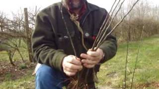 Raising your own apple tree root stocks [upl. by Ailedua]