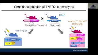 Role of Astroglial TNFR2 Signaling in Synaptic and Cognitive Function in Multiple Sclerosis [upl. by Gladdy861]