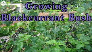 Growing Blackcurrant  from planting to harvest [upl. by Levinson]