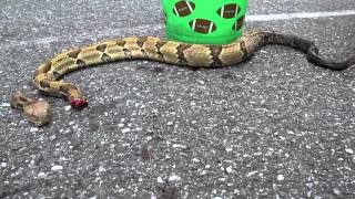 Headless Rattlesnake attacks Wait for it [upl. by Saref867]