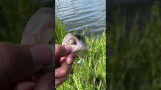 Veterans Lake Bass fishing oklahomafishing fishing bass [upl. by Nara652]