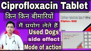 Ciprofloxacin Tablet Ciplox tablet  zoxan Tablet uses side effect in hindi [upl. by Mosi248]