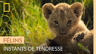 Magnifiques images de jeunes lionceaux avec leur mère [upl. by Milinda]