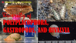 Diversity of Polyplacophora Gastropods and Bivalvia [upl. by Akemal]