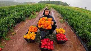 A Very Rainy Harvest [upl. by Myrah]