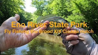 Fly Fishing Eno River State Park NC  Brood XIX 13 Year Cicada Hatch  Rare Roanoke Bass and Sunfish [upl. by Ientruoc]