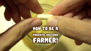 Growing your own Probiotic Bacteria fruit ferment [upl. by Gazo]