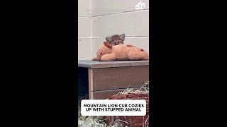 Mountain lion cub cozies up with stuffed animal [upl. by Garnette]