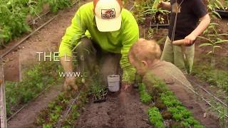 How to Grow Ginger in a Greenhouse [upl. by Maggi]