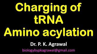 Charging and Amino acylation of tRNA [upl. by Hun]