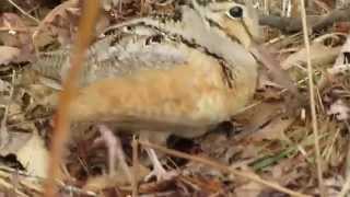 American Woodcock feeding [upl. by Alverta]