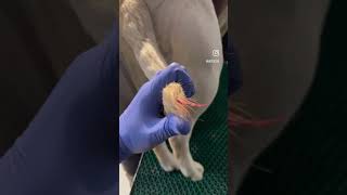 Day vlog veterinarian surgeon animaldoctor helpastrayeveryday jammu wound Trauma exotics [upl. by Lucais]