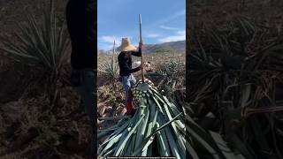 Agave tequila process 🙄 satisfying farming [upl. by Galer]