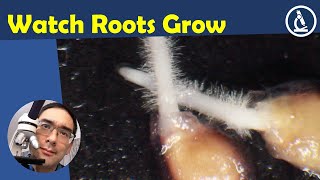 🔬 163  How germinate tomato seeds to see ROOTS grow under the microscope  Amateur Microscopy [upl. by Artur]