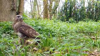 Common Buzzard Eckington Derbyshire [upl. by Hareehahs]