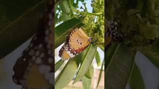 quotBeautiful Butterfly Feeding on Flower While Perched on a Tree 🌸🦋quot [upl. by Anilah]