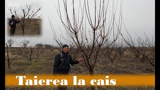 Tăierea la cais [upl. by Adierf]