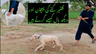 Gultair dog ki dekhbal ka tarika ❤️plz subscribe my YouTube channel [upl. by Ellerol]