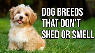 Top 10 Dog Breeds That Dont shed or smell  Small Dog Breeds That Dont Shed [upl. by Gerdi]