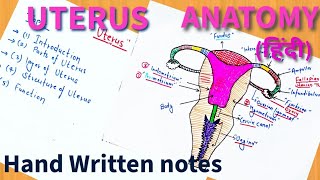 Uterus  Anatomy  In Hindi  Ishwar Didel [upl. by Odnumyar]