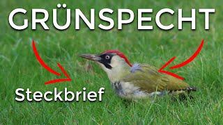 der GRÜNSPECHT  Steckbrief [upl. by Nainatrad]