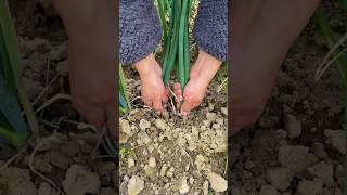 Pulling green onions process [upl. by Gilud]