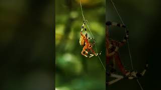 CloseUp with an Enchanting Orb Weaver Spider [upl. by Kinney]