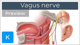 Vagus nerve location branches and function preview  Neuroanatomy  Kenhub [upl. by Aivatnwahs]