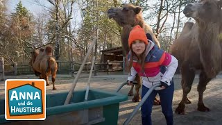 Ein Tag beim Zootierpfleger  Info für Kinder  Anna und die Haustiere  Spezial [upl. by Centeno]