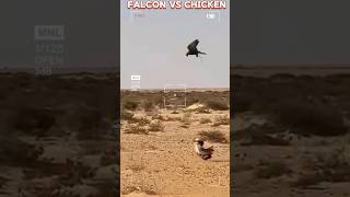 Falcon Vs chicken trending viral peregrinefalcon chiken animalsrendigoodboyindiaanimalshorts [upl. by Kylen89]