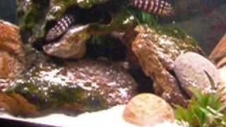 Julidochromis Marlieri and Tropheus Duboisi with their Fry [upl. by Akili643]