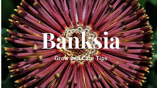 Banksia Grow and Care Tips [upl. by Gustafsson731]