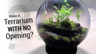 How to Make a Terrarium Without An Opening [upl. by Ydnam]