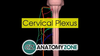 Cervical Plexus  Anatomy Tutorial [upl. by Alliuqet]