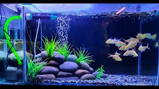 New Freshwater Aquarium setup 2019 [upl. by Googins]