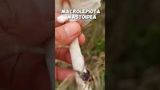 Macrolepiota mastoidea shorts [upl. by Acile]