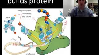 Endomembrane system protein production [upl. by Lichtenfeld]