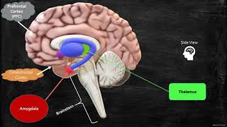 Neurobiology of Anxiety Worrying and Fear [upl. by Chloris]