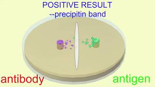 Ouchterlony immunoassay [upl. by Cid281]