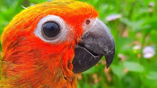 Sun Conure Sounds  Chirping of Sun conure sunconure conure SunConureSounds [upl. by Rotce420]