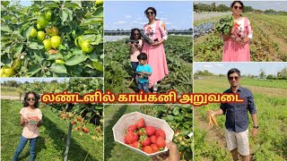 லண்டன் அருகில் 155 ஏக்கர் தோட்டத்தில் காய்கறி பறிக்க போகலாம்🍓🥕🍎🥦 Fruit Pickin Garson 153yrs Old Farm [upl. by Blas]