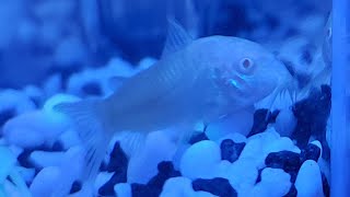 albino corydoras catfish doing my job  cleaning 😆 [upl. by Ahsekal]