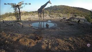 Black faced impala Giraffe and baboons  Ongava Game Reserve Margocam 6 May [upl. by Durarte]