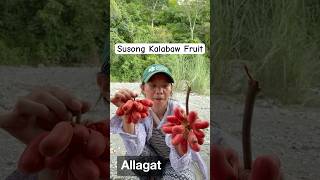 Susong Kalabaw fruit 🤤 youtubeshorts youtube wildfruit fruit susongkalabawfruit romalynvlogs [upl. by Ajaj646]