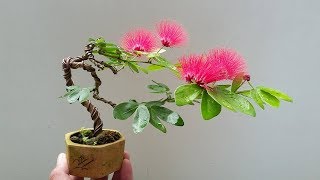 Mimosa Bonsai Are Created From The Leucaena Species [upl. by Maurine]