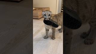 A fight over a slipper cougar braige animals cat [upl. by Prentice]