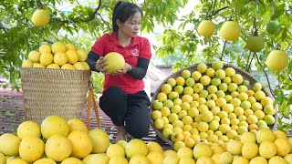 Harvesting diospyros decandra fruit go to market sell [upl. by Milinda213]