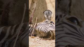 Dying Lions Devour Zebra Alive hunting africa lion [upl. by Nywnorb232]